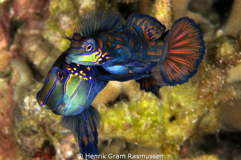 Mating Manderine Fish with Eggs and sperm by Henrik Gram Rasmussen 