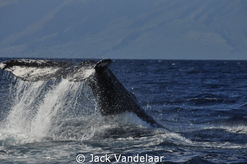 Whale Tail off Maui by Jack Vandelaar 