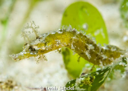 Pipefish sp. in the seagrass, and help identifying him mu... by Leah Sindel 