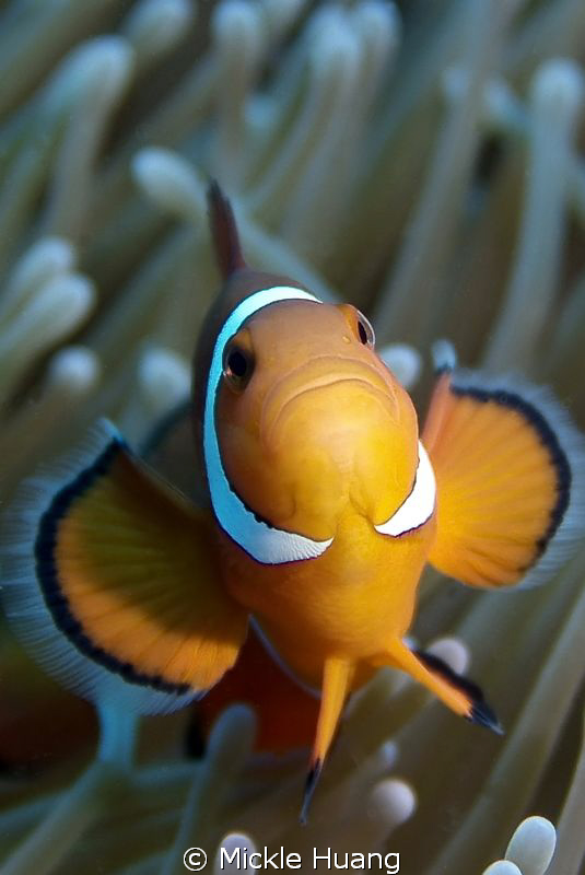 HAPPY NEW YEAR !
Clown anemonefish
Orchid Island Taiwan by Mickle Huang 