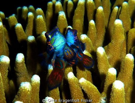 Mandarin Fish. by Gitte Bragenholt Fisker 