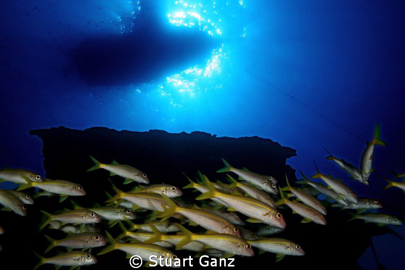 Looking up from the shipweack "Mahi" on Oahu's West side. by Stuart Ganz 