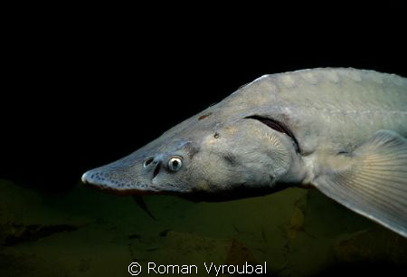 Sturgeon. I know that's about two lives. Search for them ... by Roman Vyroubal 