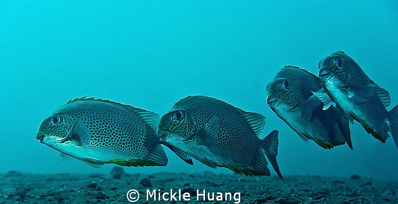 HAPPY
Golden Rabbitfish
Tulamben Bali by Mickle Huang 