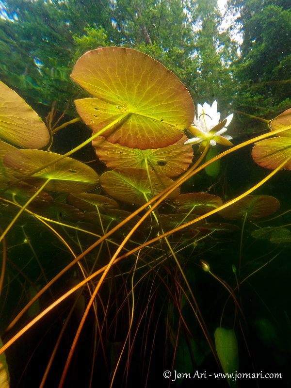 Waterlily (Nuphar) by Jorn Ari 