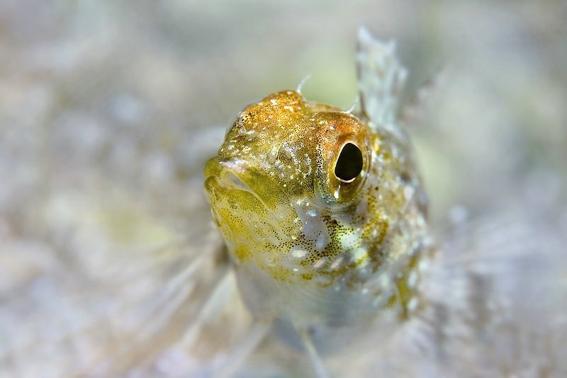 Small Blenny (Tripterygion delaisi) by Roland Bach 