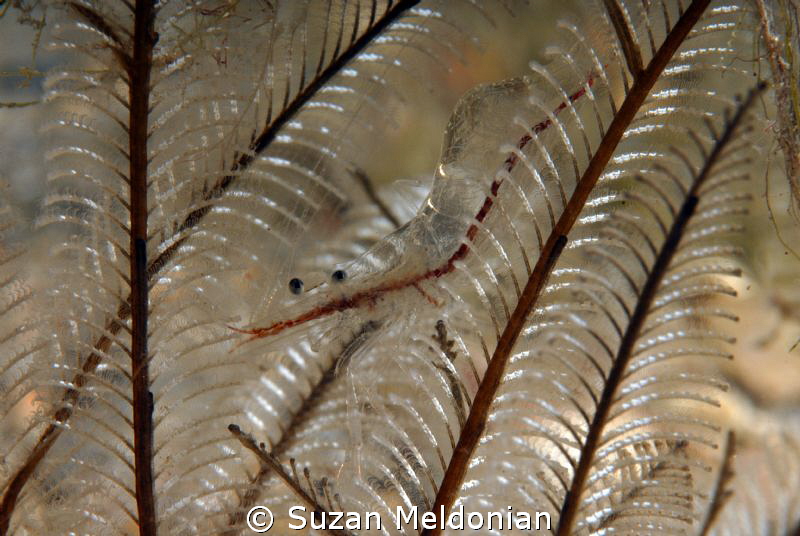My Ghost shrimp- masters of camouflage! by Suzan Meldonian 