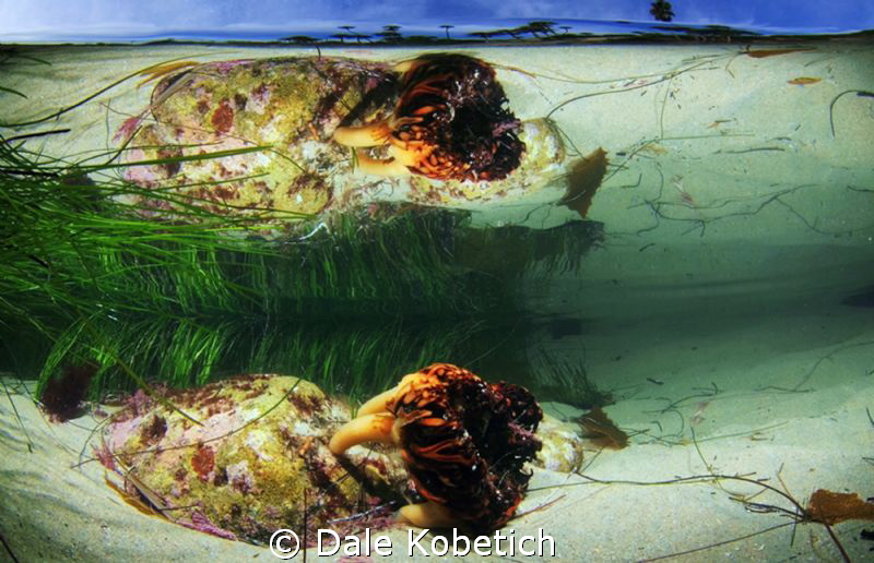 Sea weed root ball or holdfast in tide pool reflection by Dale Kobetich 
