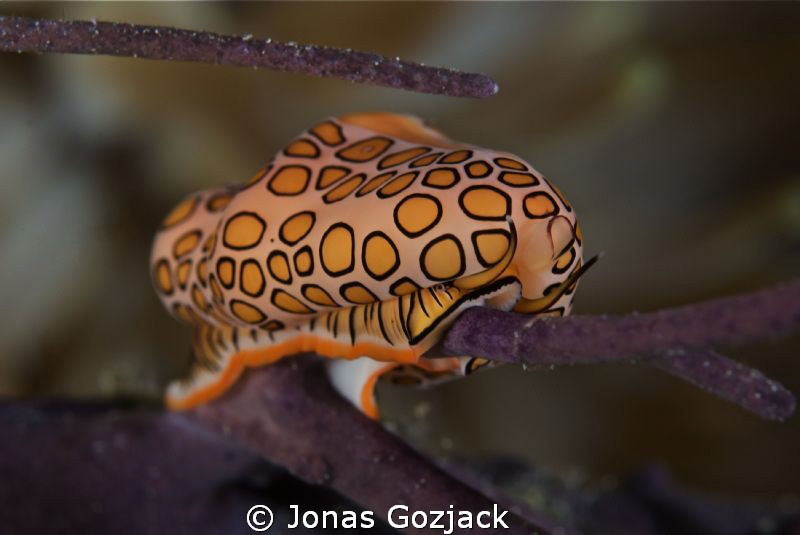 Flamingo tongue peering out me. by Jonas Gozjack 