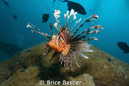 a curious lion fish coming straight at me by Brice Bastier 