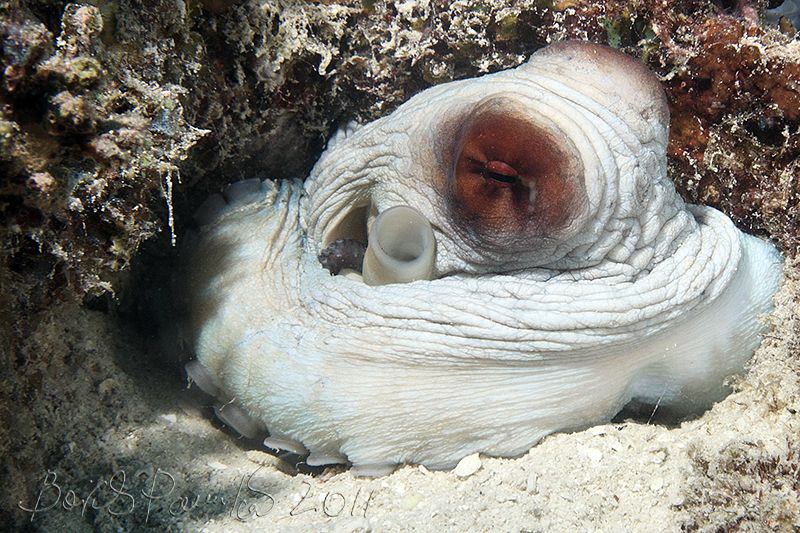 master of camouflage
/ reef octopus in Miyaru Ga Thila by Boris Pamikov 