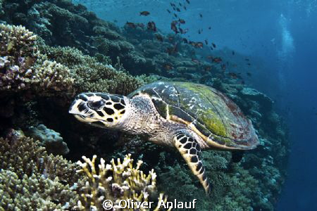 Echte Karettschildkröte (Eretmochelys imbricata) by Oliver Anlauf 