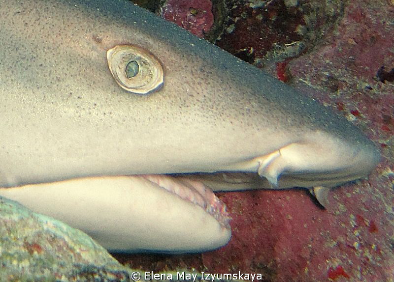 Whitetip reef shark. Hurghada by Elena May Izyumskaya 