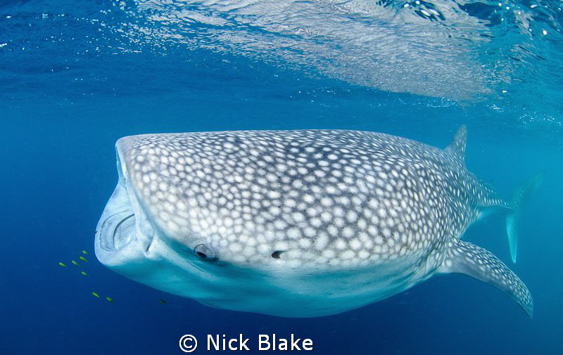 A whaleshark feeding in the Gulf of Aden, Djibouti. Natur... by Nick Blake 