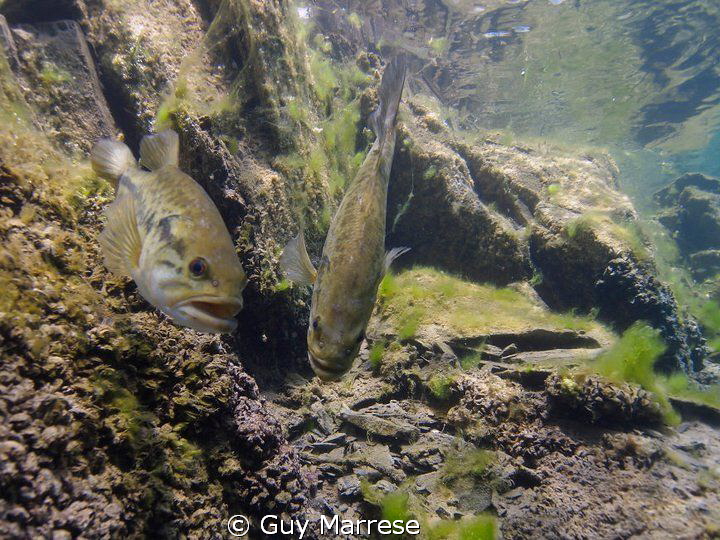 Large mouth bass hanging on there nest.
It looks like th... by Guy Marrese 