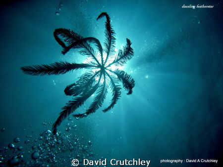 A dazzling featherstar drifting down to its place of rest... by David Crutchley 