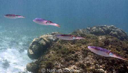 Reef Squid swimming in the shallows of Belize. by Nathan Cook 