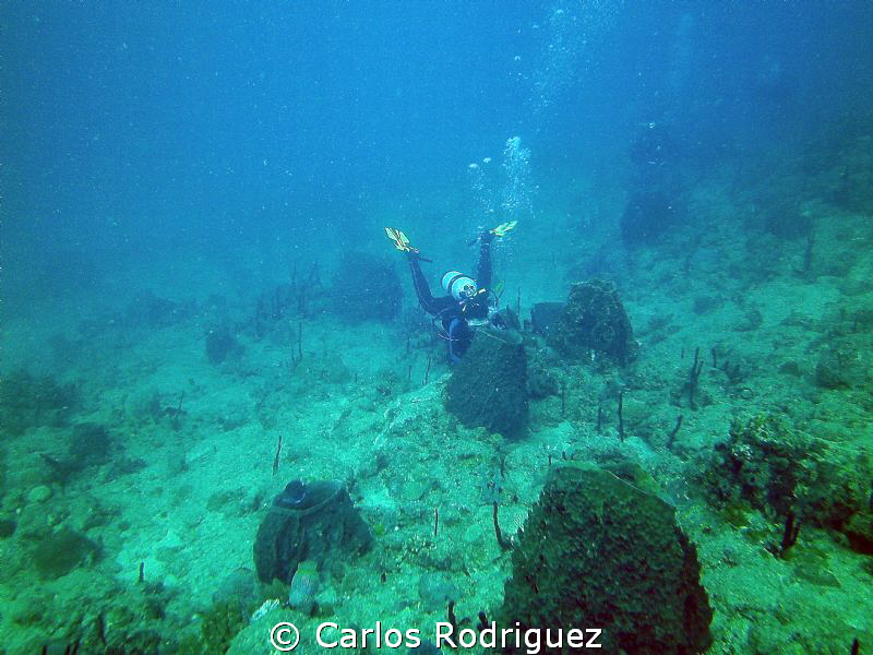 Divers playing hide and seek. by Carlos Rodriguez 