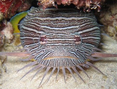 Splendid toadfish, native to Cozumel. by Eric Beckley 