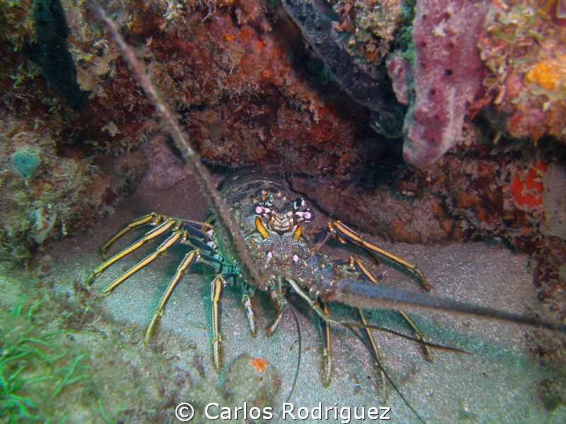 Lobster hidding and waiting for sunset. by Carlos Rodriguez 