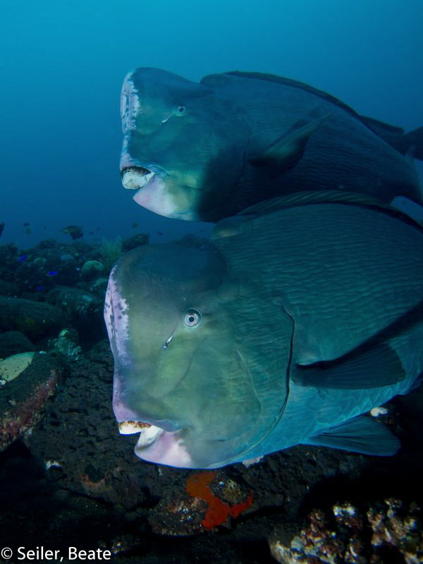 Bumphead Parrotfish, Tulamben 
 by Beate Seiler 