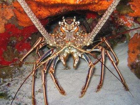 A large lobster in Cozumel w/ a nice cave to hid in. His ... by Eric Beckley 