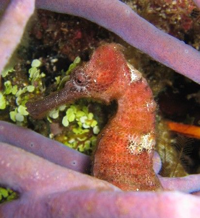 Seahorse at night in Cozumel. by Eric Beckley 