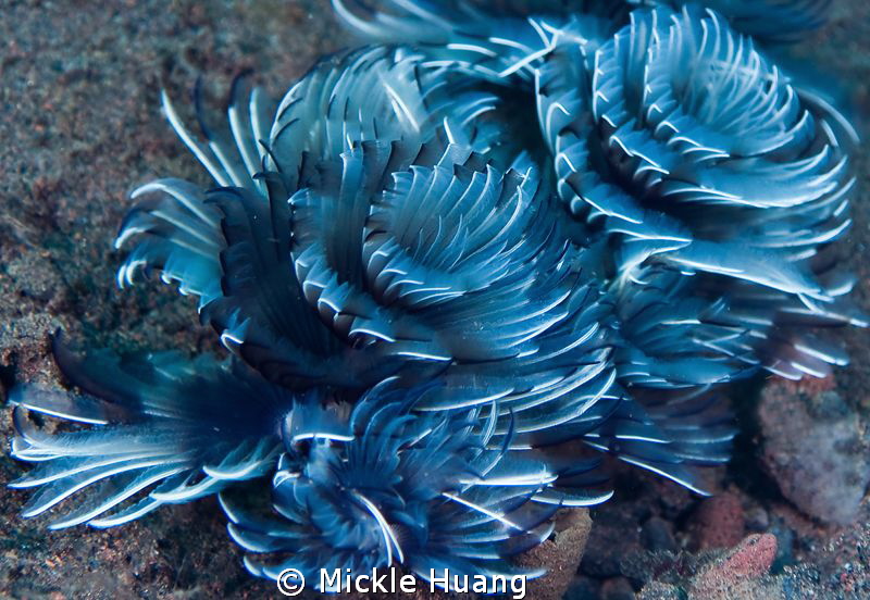 Tube worms
Seraya Bali by Mickle Huang 