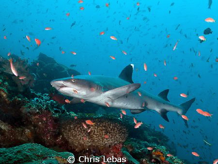 a reef shark in Komodo by Chris Lebas 