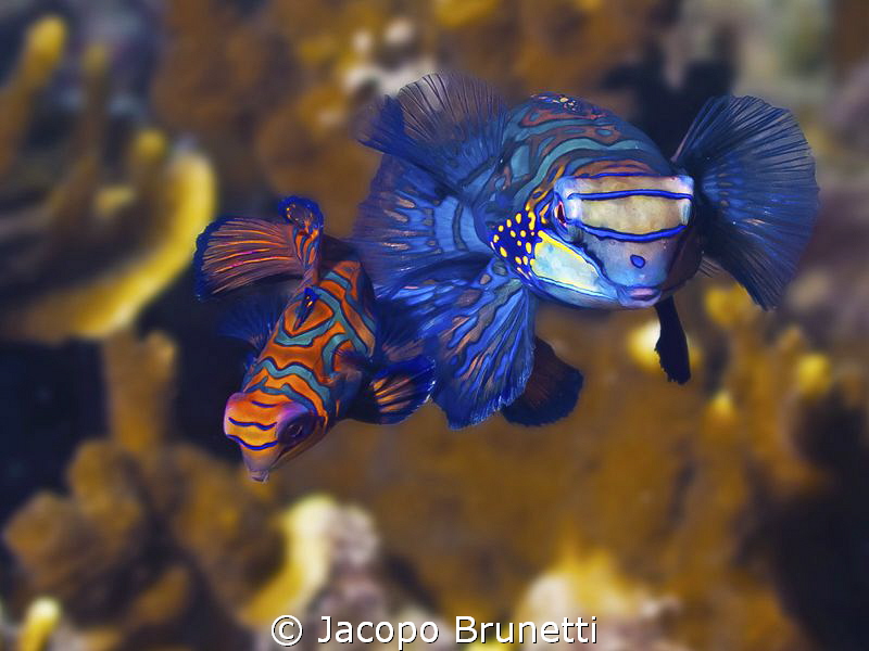 After sex!the couple of Mandarine fish in Malapascua isla... by Jacopo Brunetti 