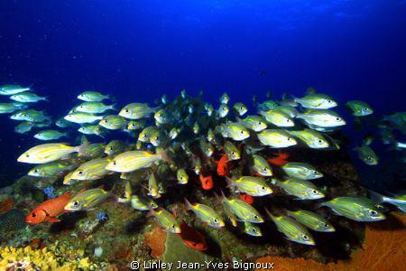 Group/Shoal of Cardinal Fish in Flic En Flac 20 metres

... by Linley Jean-Yves Bignoux 