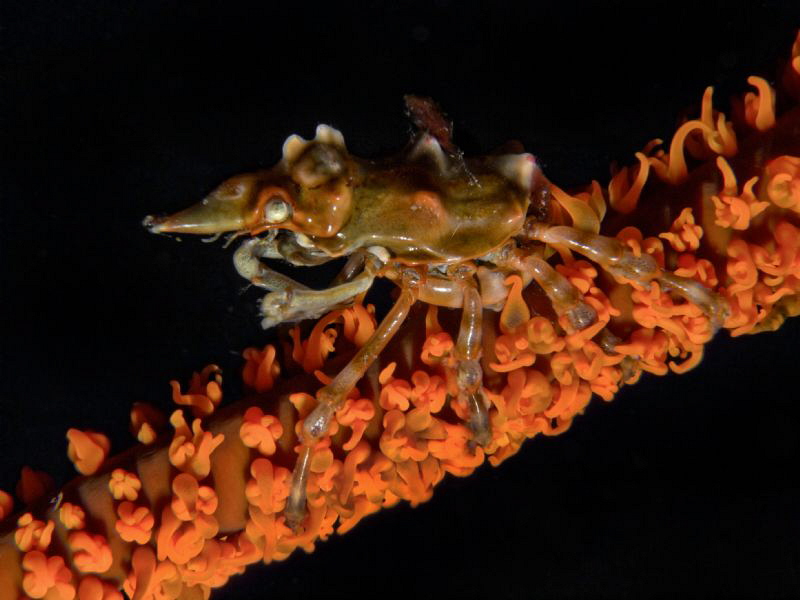 Xenocarcinus tuberculatus - close up - by Alex Varani 