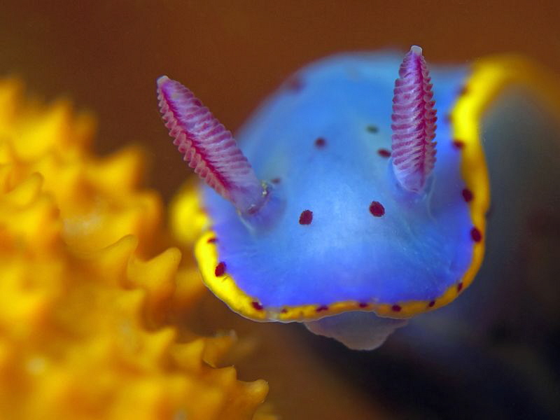 Hypselodoris bennetti, Bare Island by Doug Anderson 