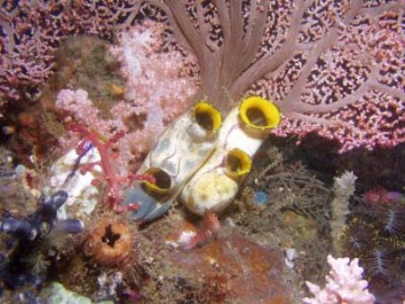 This little hawkfish is making a valiant effort to defend... by Yves Antoniazzo 