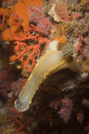 Hypselodoris picta and corallium rubrum - Mediaterranean ... by Luca Bertoglio 