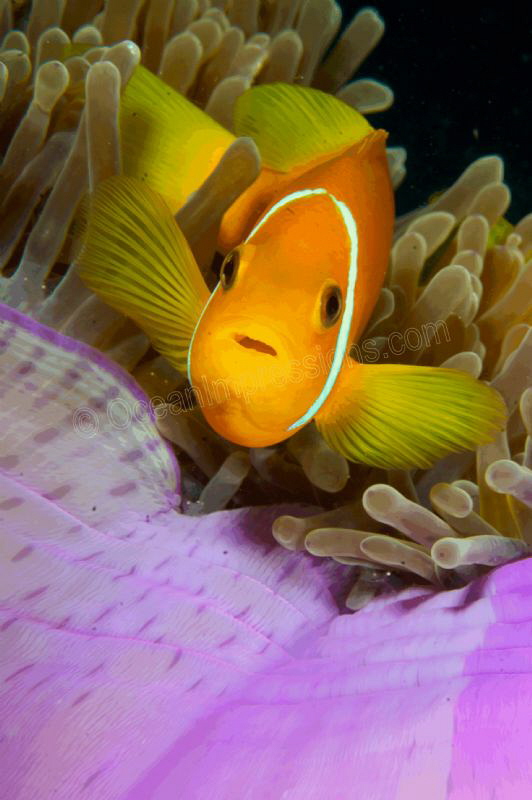 Clownfish in a purple anemone showing his best side! by Barbara Schilling 