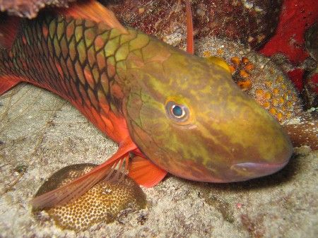 Parrotfish in Cozumel. by Eric Beckley 