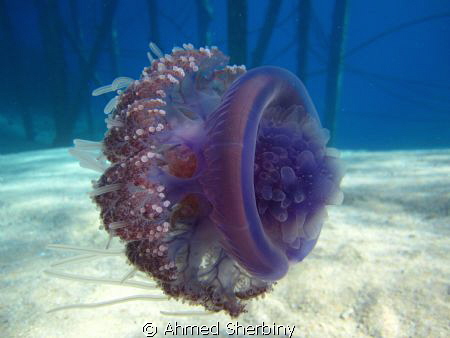 Jelly fish in shark Bay - Sharm El.Sheikh by Ahmed Sherbiny 
