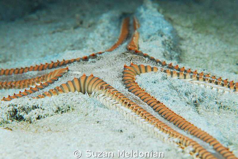 Armored Sea Star, flexing.... prehistoric looking, and fa... by Suzan Meldonian 