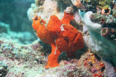 Frog fish - Lobster Lair - Mabul - Borneo by Luca Bertoglio 