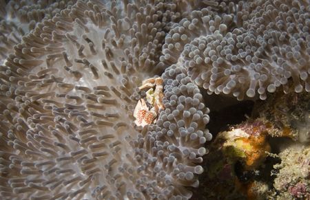 Porcelain crab - Sipadan - Borneo by Luca Bertoglio 