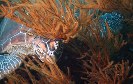 Green Tourtle - Palau Sipadan - Borneo by Luca Bertoglio 