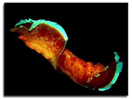 Spanish Dancer, Hexabranchus sanguineus - nudibranch, cam... by Libor Spacek 