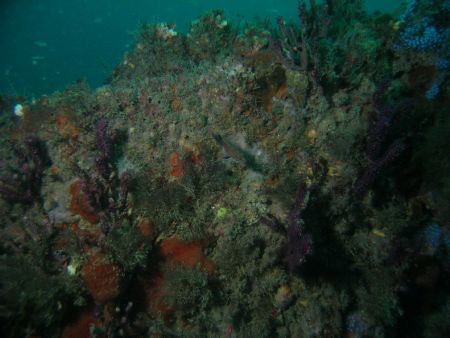 Small fish on a small reef on a wreck of the ashkabad off... by Chuck Duran 