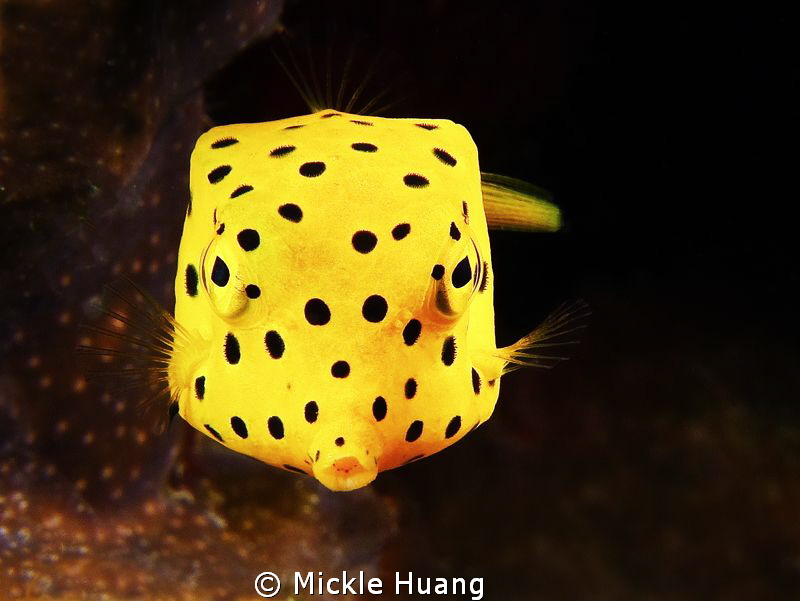 Yellow boxfish - juvenile
Aniloa, the Philippines by Mickle Huang 