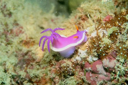 Nudibranch - Coral Garden - Sipadan - Borneo by Luca Bertoglio 