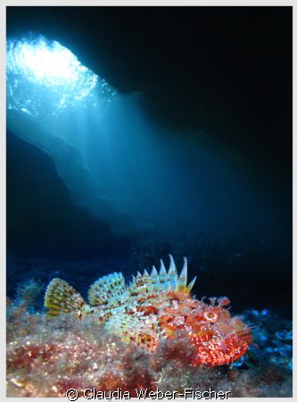 Scorpion fish + ambient light, Comino caves
Canon IXUS 1... by Claudia Weber-Fischer 