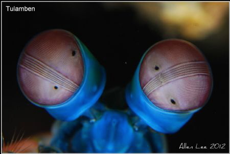 Mantis Shrimp's eyes.Nikon D80,105mmVR. by Allen Lee 