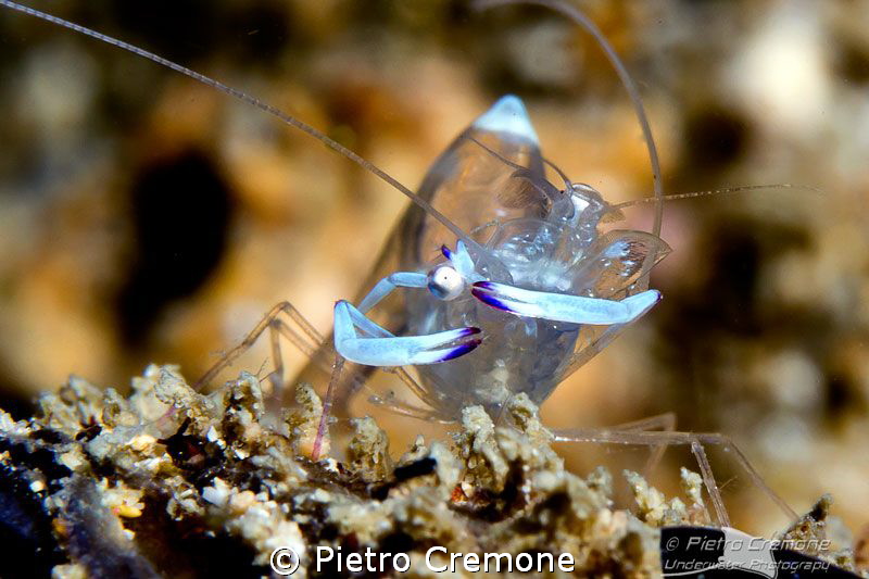 Glass shrimp by Pietro Cremone 