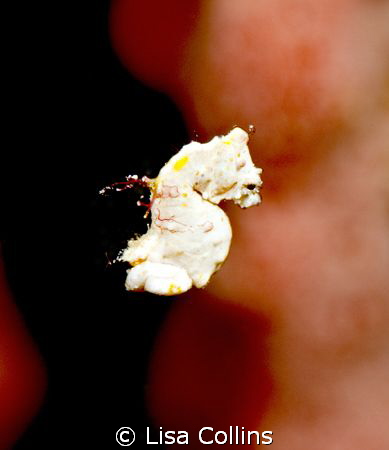 Coleman's pygmy seahorse swimming by Lisa Collins 